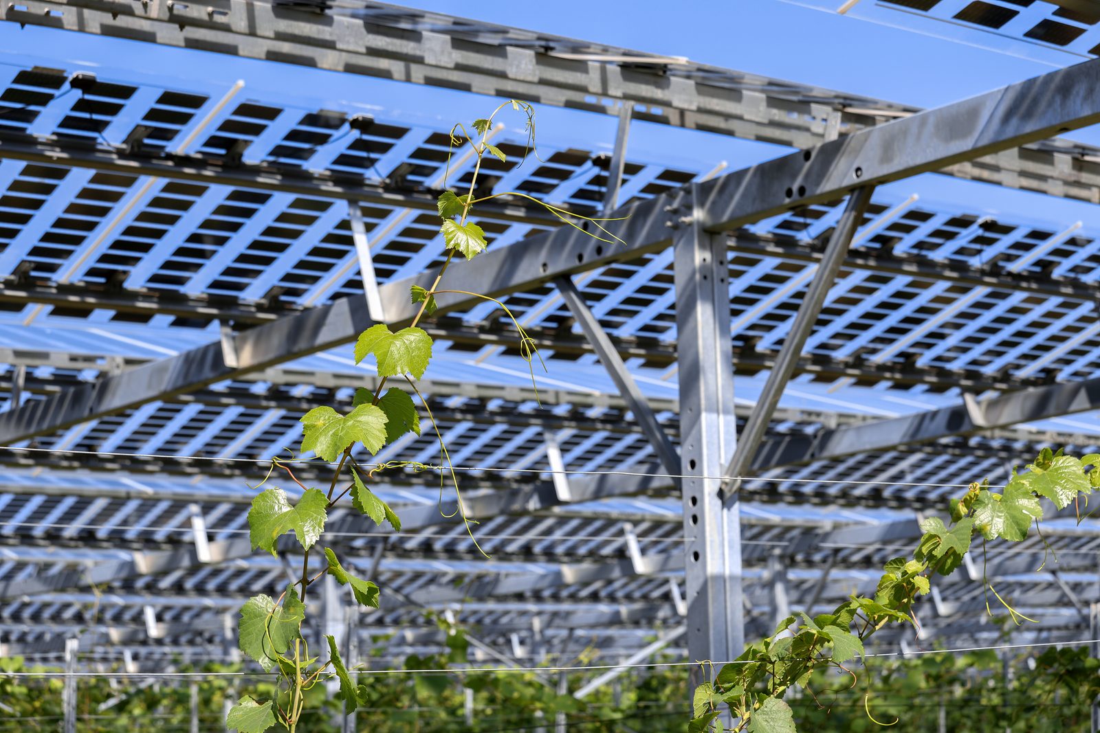 Onderaanzicht van agrivoltaïsche panelen als dak op hoogte, met ruimte eronder